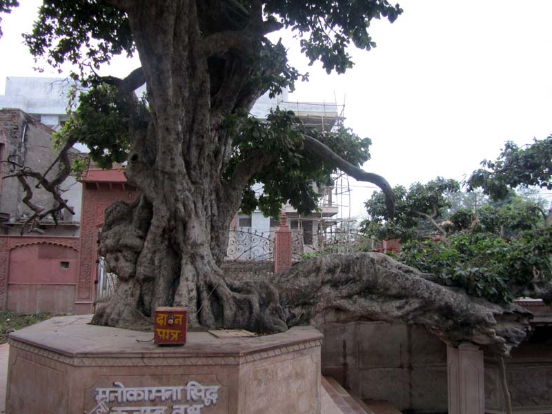 Kadamba Tree in Kaliya Ghat