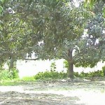 Mango Tree At Ama Ghata, Godrumadvipa
