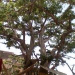 Ter Kadamba Tree in Chir Ghat