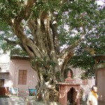 Tree where Krishna used to play His flute; Vamshi vata