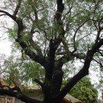 Neem tree where Lord Caitanya appeared